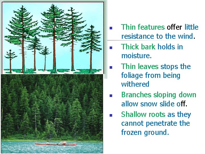 n n n Thin features offer little resistance to the wind. Thick bark holds