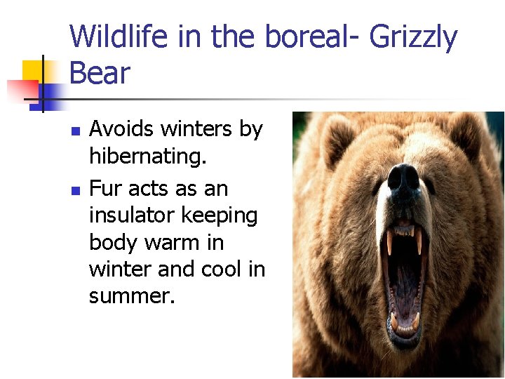 Wildlife in the boreal- Grizzly Bear n n Avoids winters by hibernating. Fur acts