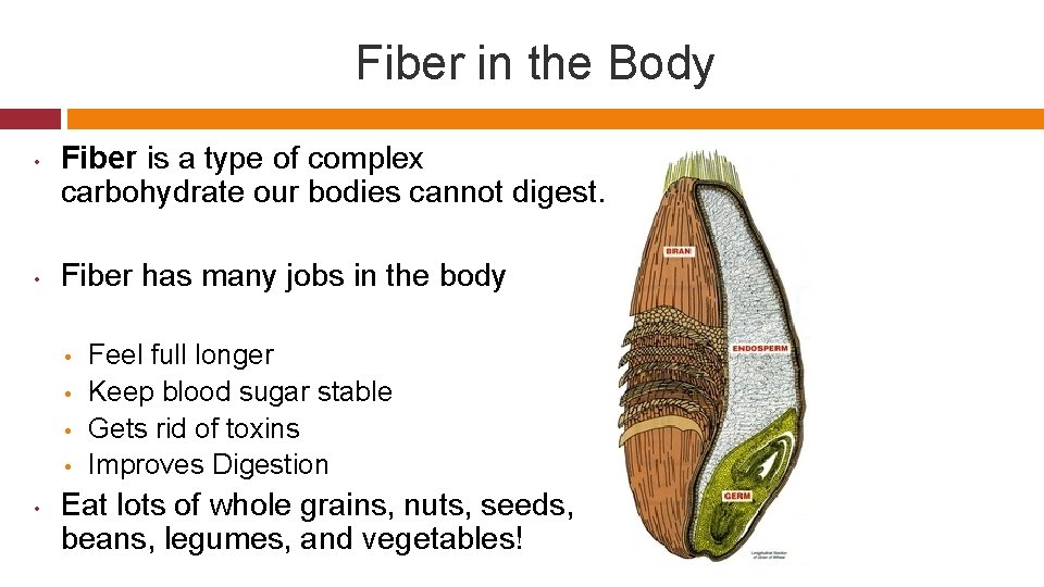 Fiber in the Body • • Fiber is a type of complex carbohydrate our
