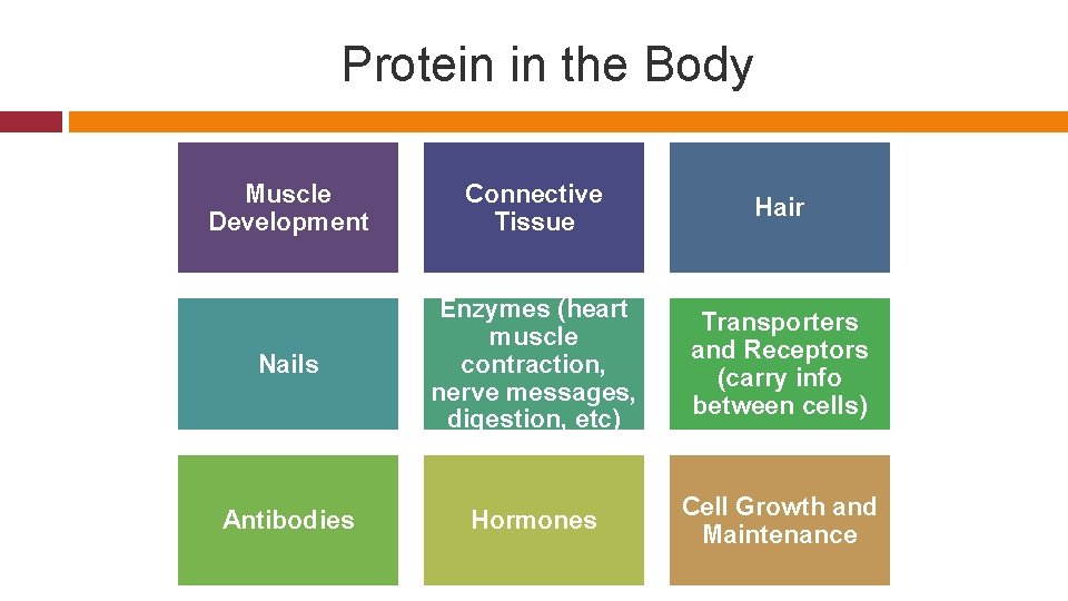 Protein in the Body Muscle Development Connective Tissue Hair Nails Enzymes (heart muscle contraction,