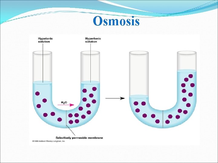 Osmosis 