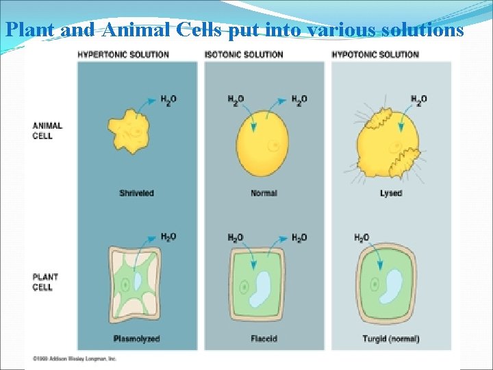 Plant and Animal Cells put into various solutions 