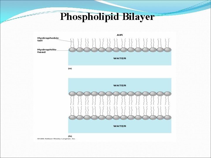 Phospholipid Bilayer 