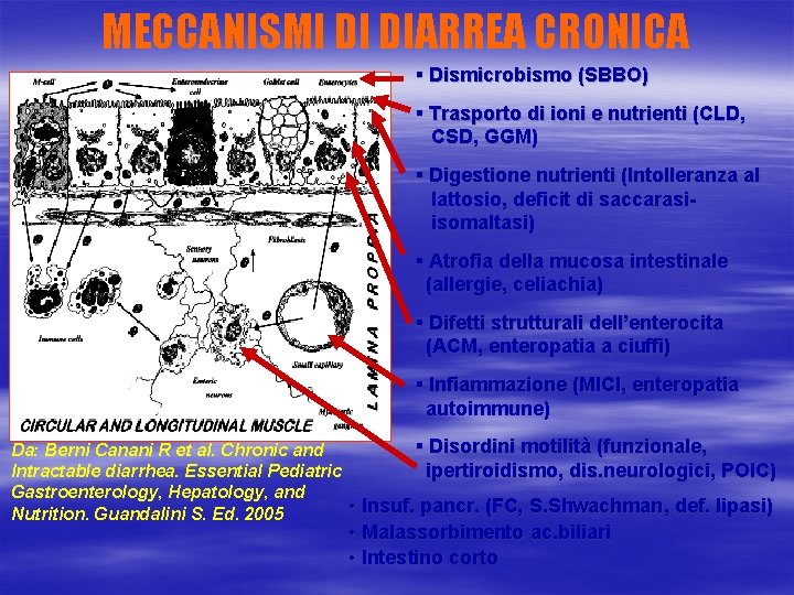 MECCANISMI DI DIARREA CRONICA § Dismicrobismo (SBBO) § Trasporto di ioni e nutrienti (CLD,