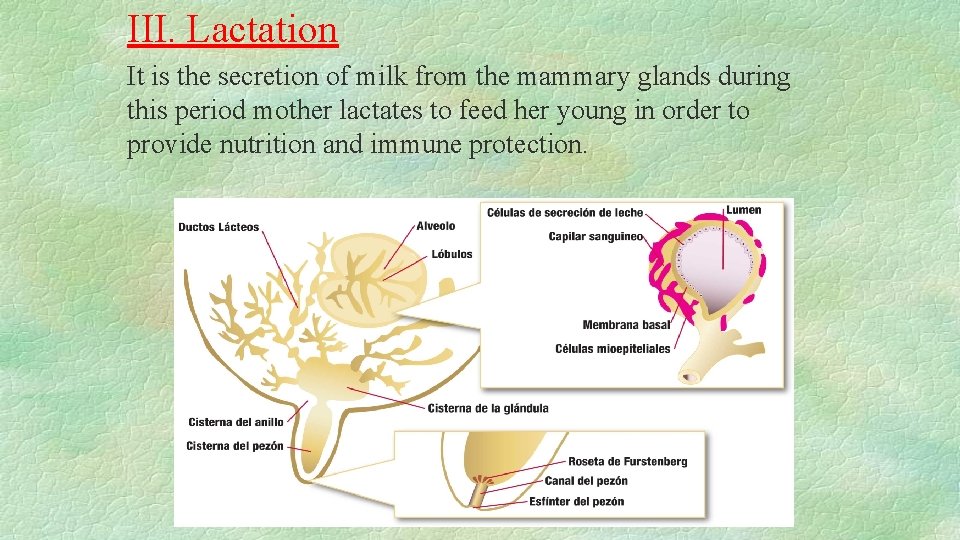 III. Lactation It is the secretion of milk from the mammary glands during this