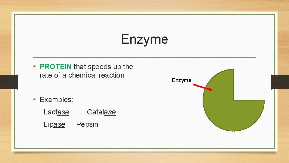 Enzyme • PROTEIN that speeds up the rate of a chemical reaction • Examples: