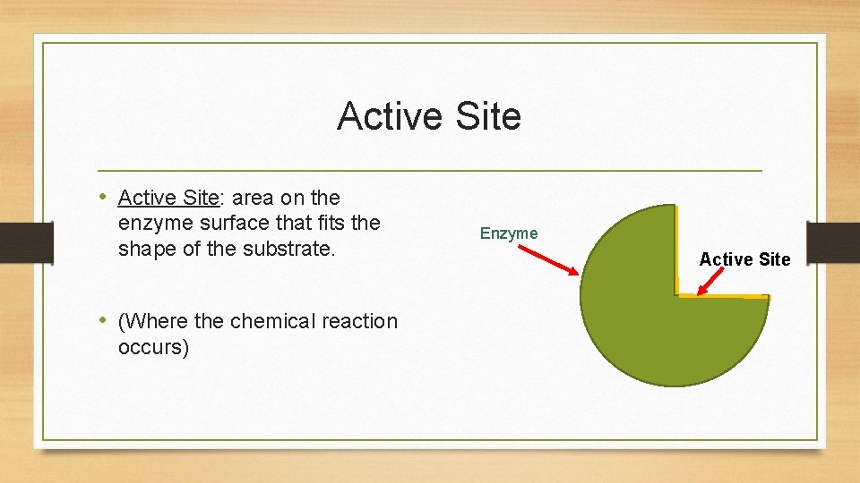 Active Site • Active Site: area on the enzyme surface that fits the shape
