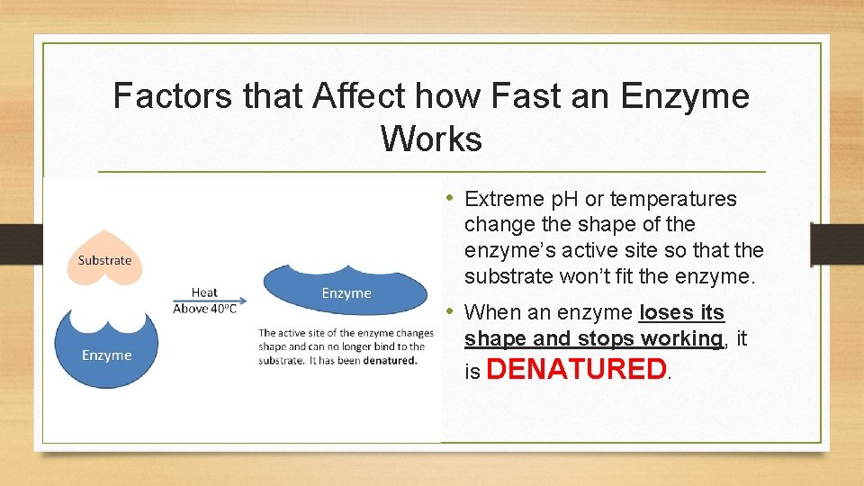 Enzymes Foldable Notes Foldable Listen for directions on
