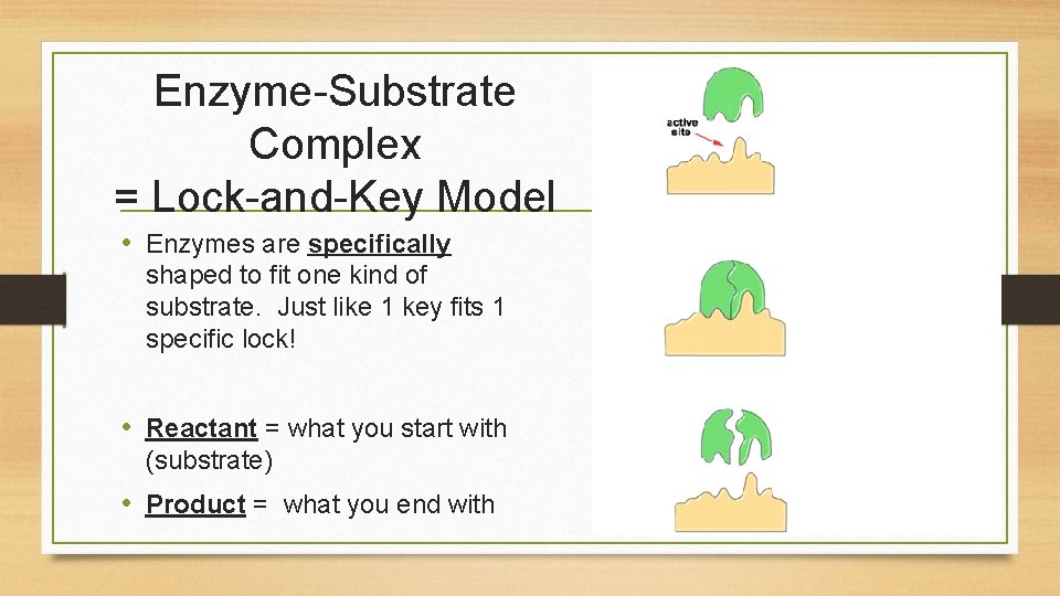 Enzyme-Substrate Complex = Lock-and-Key Model • Enzymes are specifically shaped to fit one kind