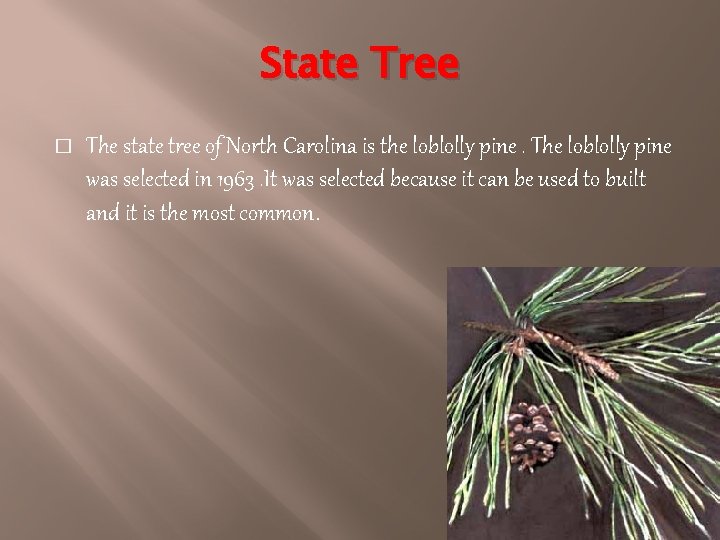 State Tree � The state tree of North Carolina is the loblolly pine. The