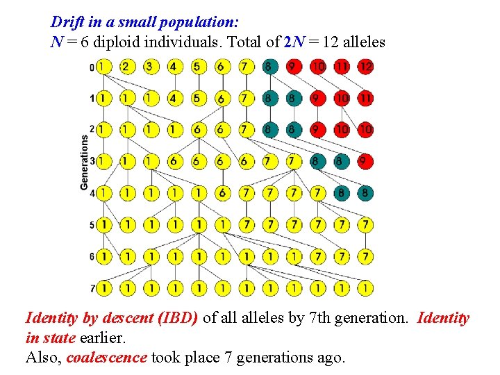 Drift in a small population: N = 6 diploid individuals. Total of 2 N