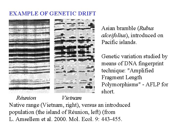 EXAMPLE OF GENETIC DRIFT Asian bramble (Rubus alceifolius), introduced on Pacific islands. Genetic variation
