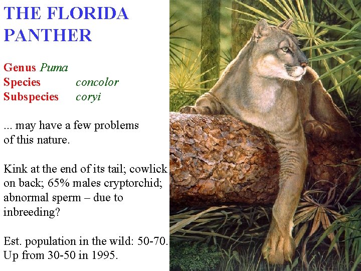 THE FLORIDA PANTHER Genus Puma Species concolor Subspecies coryi. . . may have a