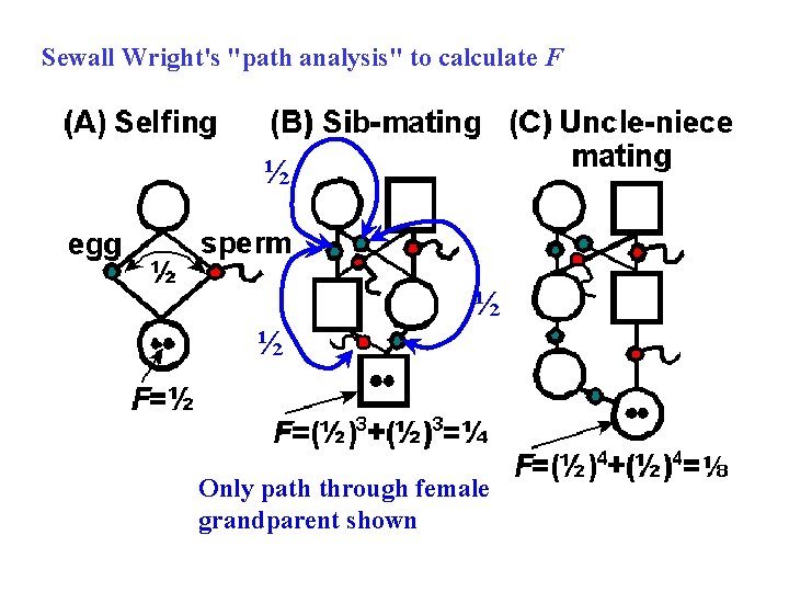 Sewall Wright's "path analysis" to calculate F ½ ½ ½ Only path through female