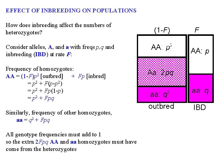 EFFECT OF INBREEDING ON POPULATIONS How does inbreeding affect the numbers of heterozygotes? Consider