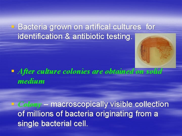 § Bacteria grown on artifical cultures for identification & antibiotic testing. § After culture