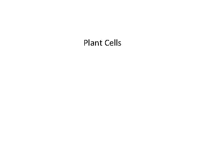 Plant Cells 