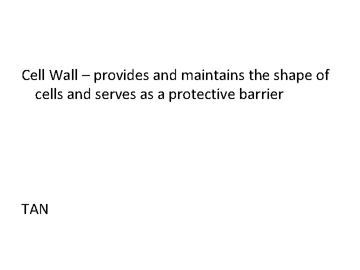 Cell Wall – provides and maintains the shape of cells and serves as a
