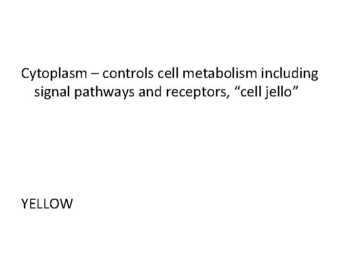 Cytoplasm – controls cell metabolism including signal pathways and receptors, “cell jello” YELLOW 