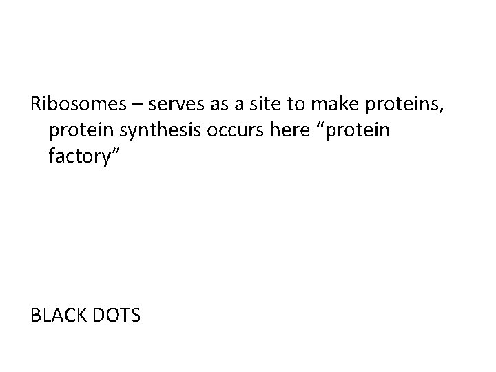 Ribosomes – serves as a site to make proteins, protein synthesis occurs here “protein