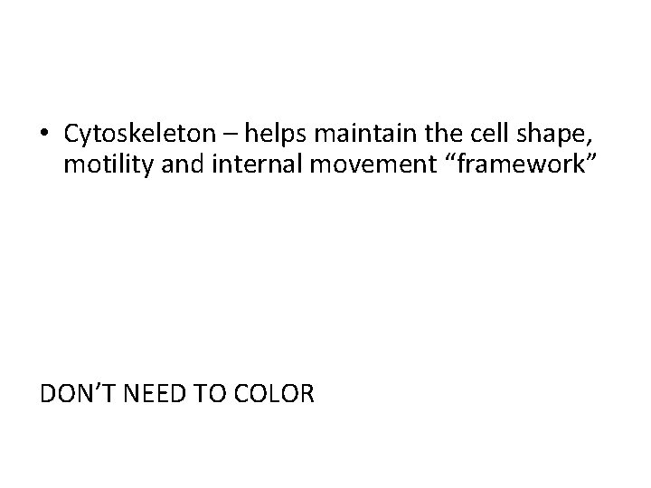  • Cytoskeleton – helps maintain the cell shape, motility and internal movement “framework”