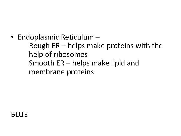  • Endoplasmic Reticulum – Rough ER – helps make proteins with the help