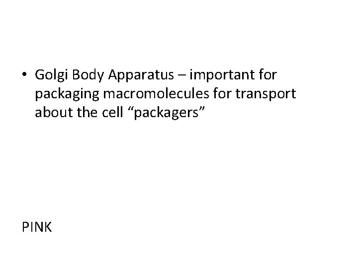  • Golgi Body Apparatus – important for packaging macromolecules for transport about the