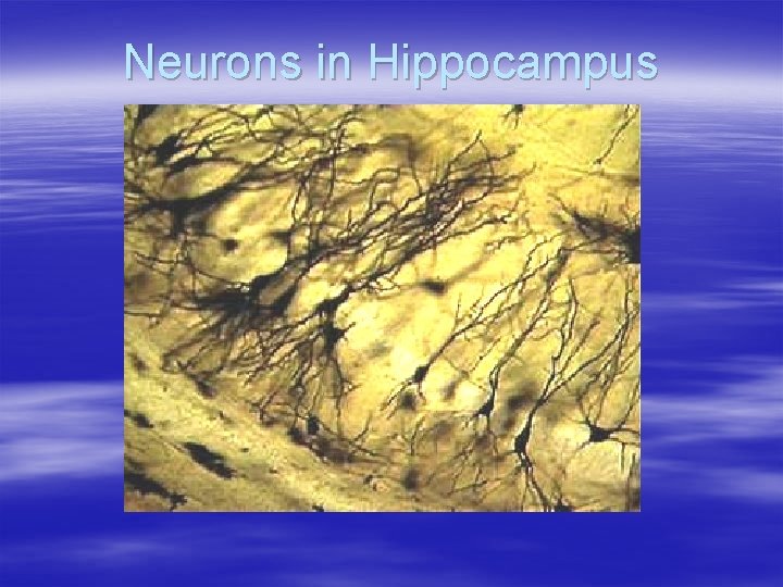 Neurons in Hippocampus 