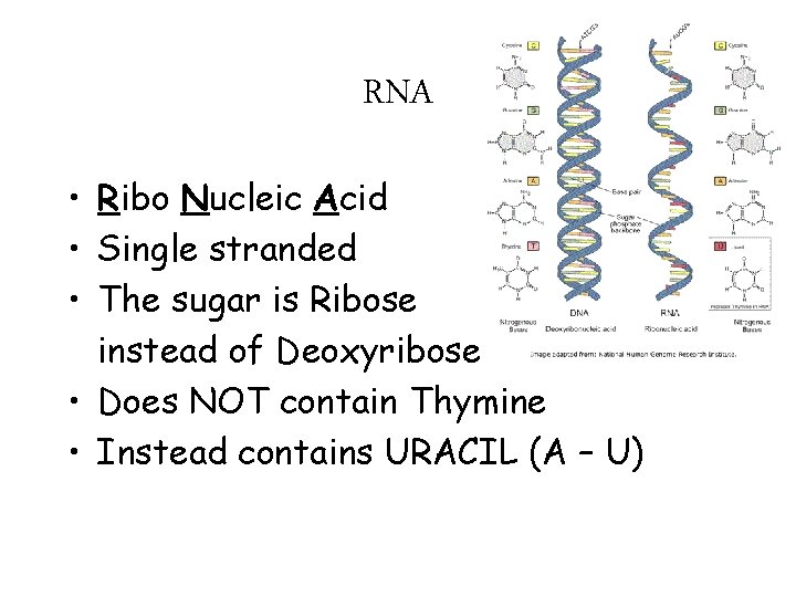 RNA • Ribo Nucleic Acid • Single stranded • The sugar is Ribose instead