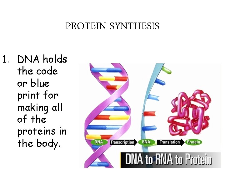 PROTEIN SYNTHESIS 1. DNA holds the code or blue print for making all of