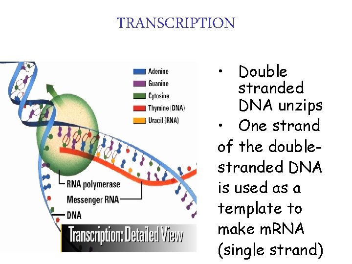 TRANSCRIPTION • Double stranded DNA unzips • One strand of the doublestranded DNA is