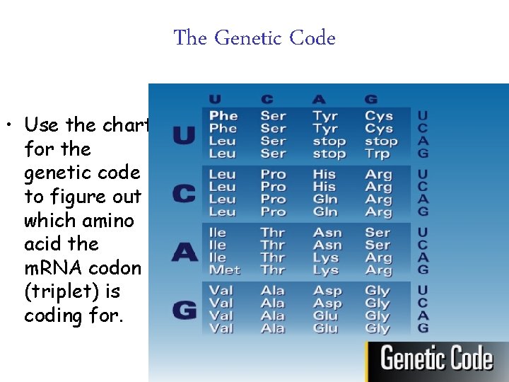 The Genetic Code • Use the chart for the genetic code to figure out