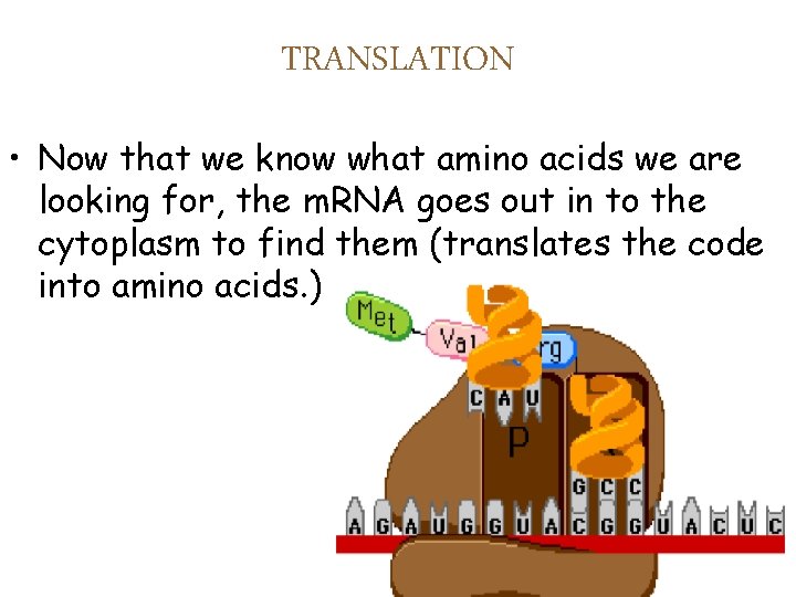 TRANSLATION • Now that we know what amino acids we are looking for, the