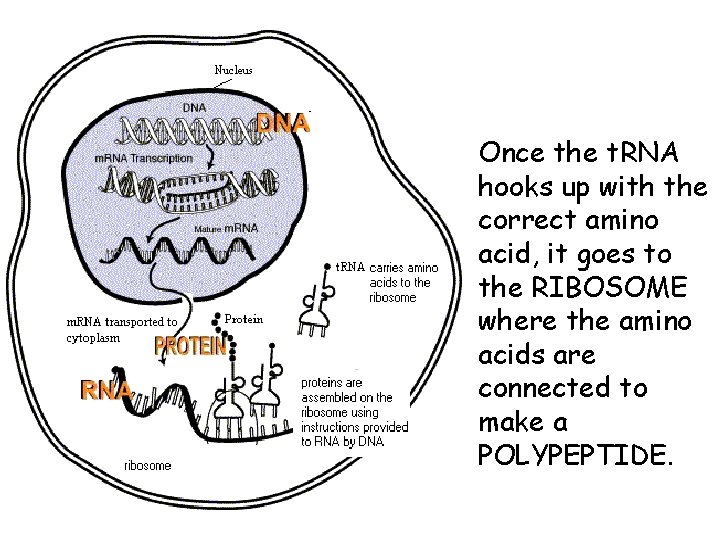  • Once the t. RNA hooks up with the correct amino acid, it