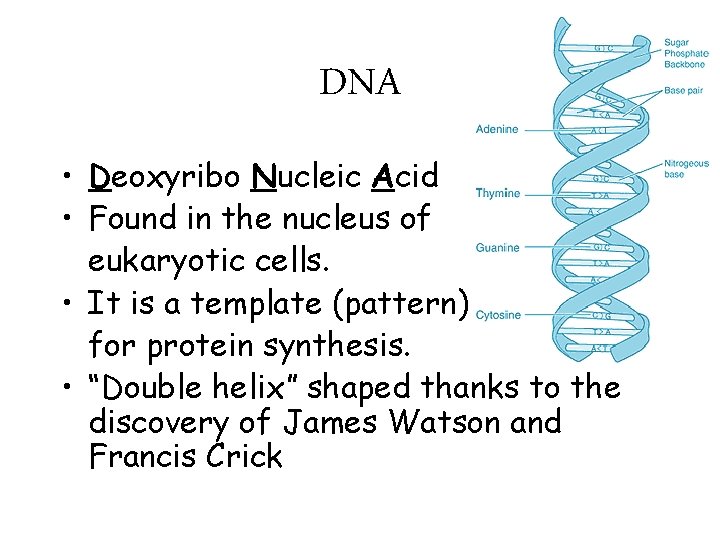 DNA • Deoxyribo Nucleic Acid • Found in the nucleus of eukaryotic cells. •