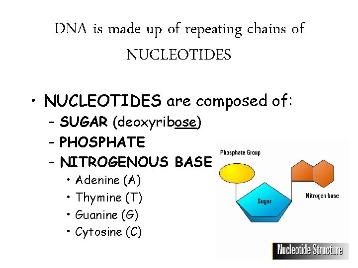 DNA is made up of repeating chains of NUCLEOTIDES • NUCLEOTIDES are composed of: