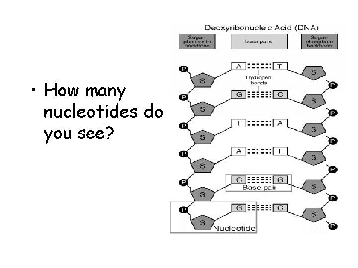  • How many nucleotides do you see? 