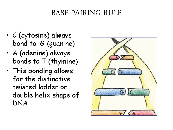 BASE PAIRING RULE • C (cytosine) always bond to G (guanine) • A (adenine)