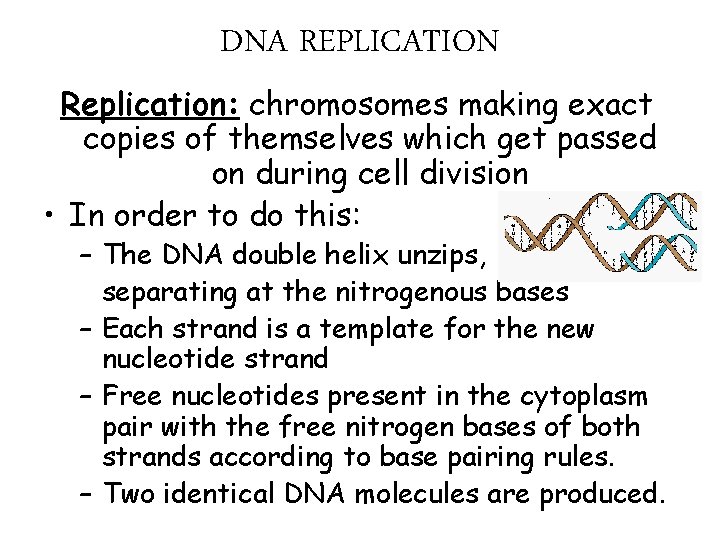DNA REPLICATION Replication: chromosomes making exact copies of themselves which get passed on during