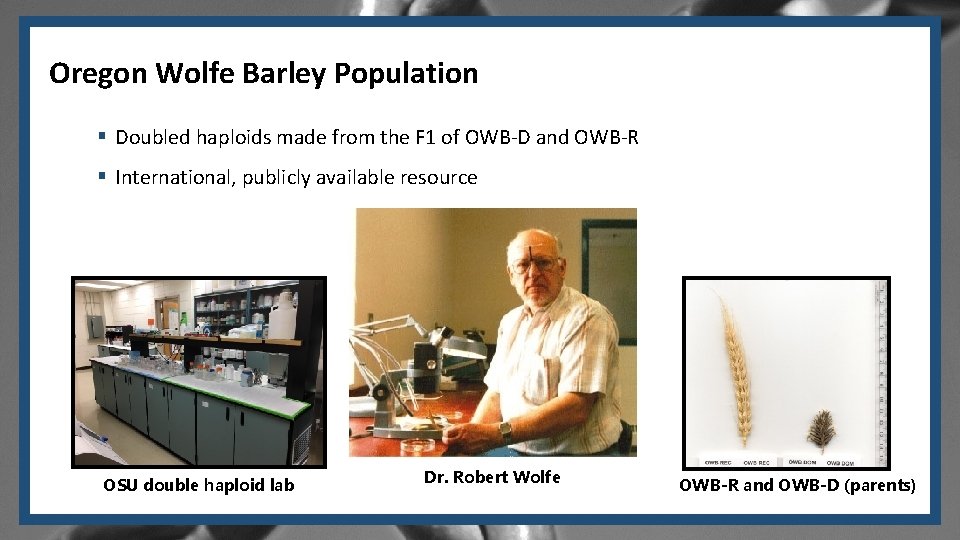 Oregon Wolfe Barley Population § Doubled haploids made from the F 1 of OWB-D