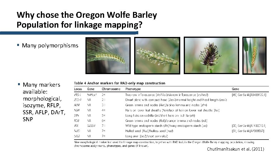 Why chose the Oregon Wolfe Barley Population for linkage mapping? § Many polymorphisms §