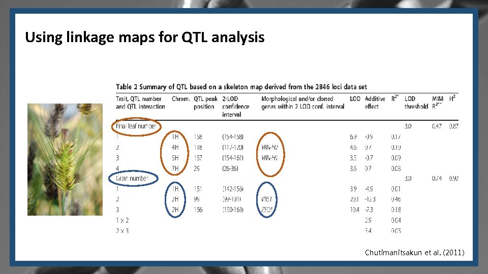 Using linkage maps for QTL analysis Chutimanitsakun et al. (2011) 