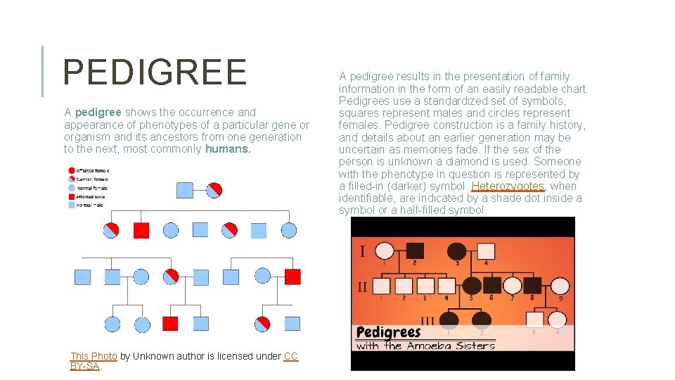 PEDIGREE A pedigree shows the occurrence and appearance of phenotypes of a particular gene