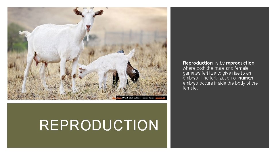 Reproduction is by reproduction where both the male and female gametes fertilize to give