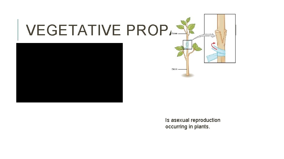 VEGETATIVE PROPAGATION Is asexual reproduction occurring in plants. 