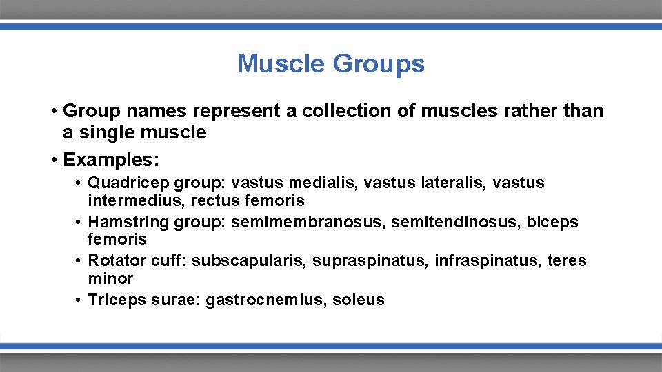 Muscle Groups • Group names represent a collection of muscles rather than a single