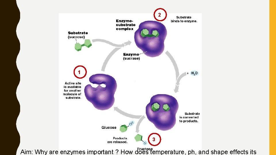 2 1 3 Aim: Why are enzymes important ? How does temperature, ph, and