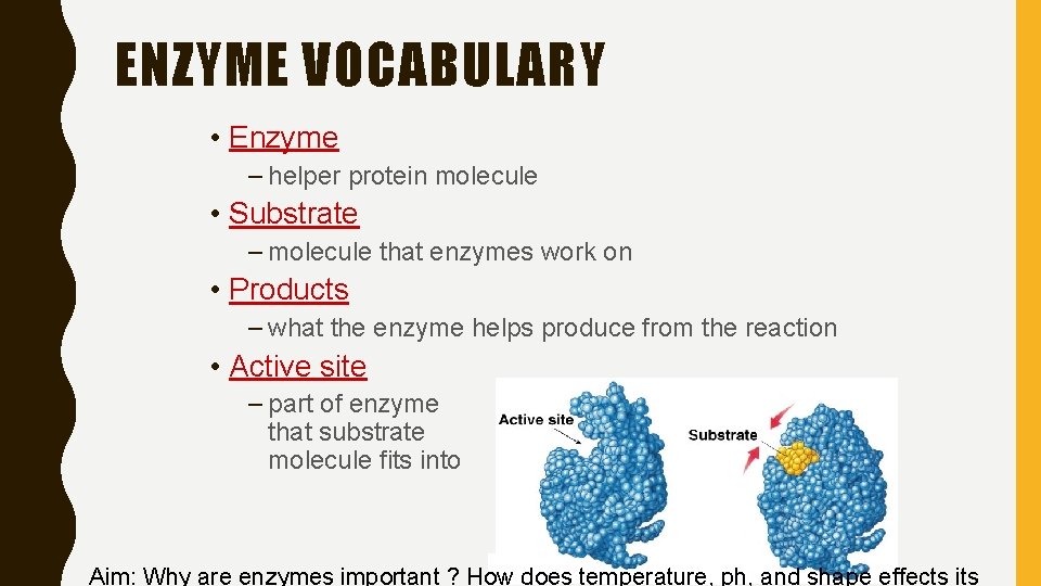 ENZYME VOCABULARY • Enzyme – helper protein molecule • Substrate – molecule that enzymes