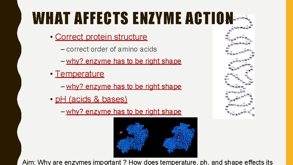 WHAT AFFECTS ENZYME ACTION • Correct protein structure – correct order of amino acids