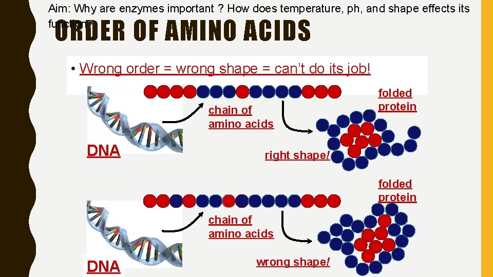 Aim: Why are enzymes important ? How does temperature, ph, and shape effects its